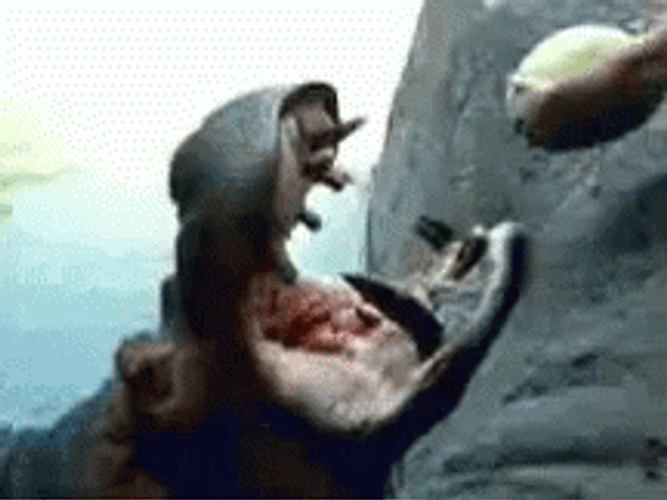 Hippo Eating Watermelon GIF