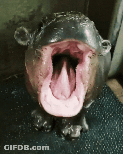 Hippo GIF