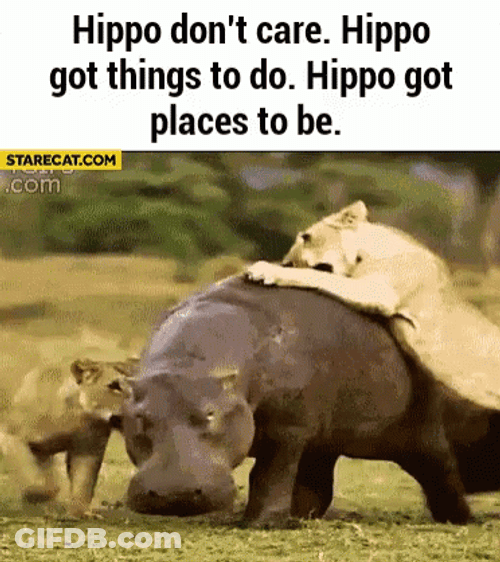 Hippo GIF