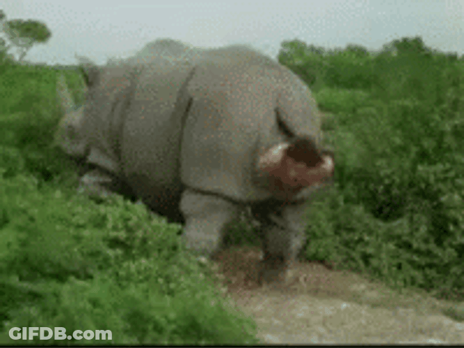 Hippo Poop Ace Ventura Pet Detective GIF