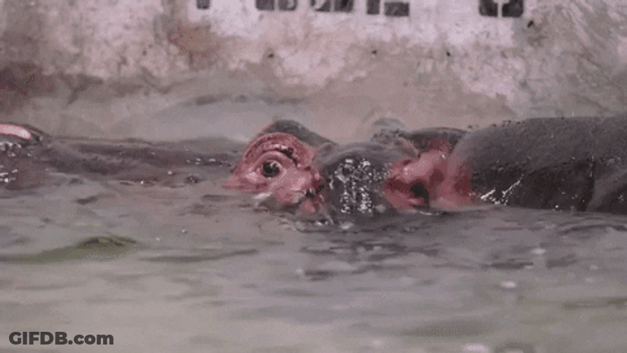 Hippo Poop Baby Hippo Swim With Mom GIF