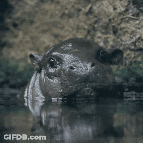 Hippo Poop Cute Baby Hippo GIF