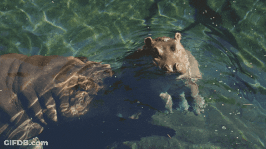 Hippo Poop Floating Baby Hippo GIF