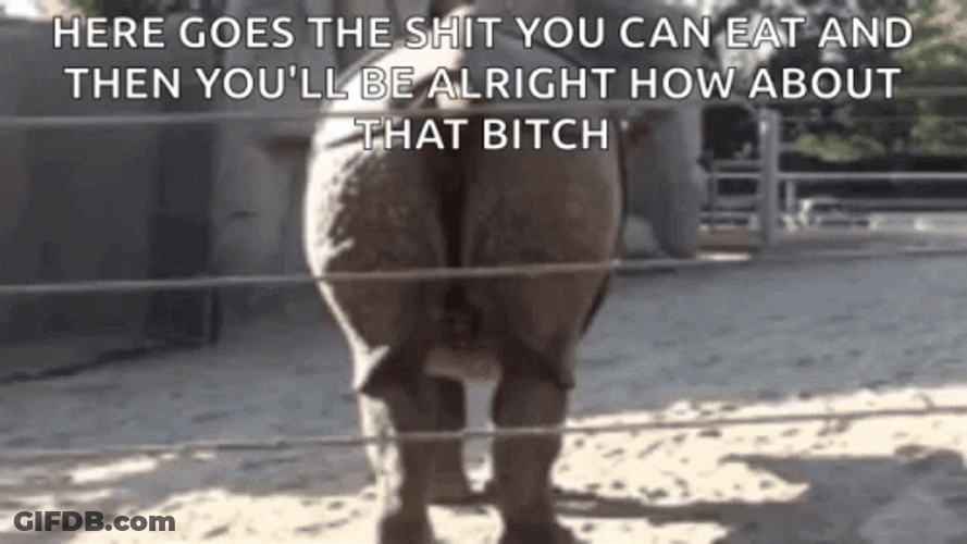 Hippo Poop Here Goes The Shit GIF
