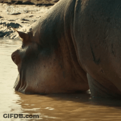 Hippo Poop Hippo Mom Playing With Baby Hippo GIF