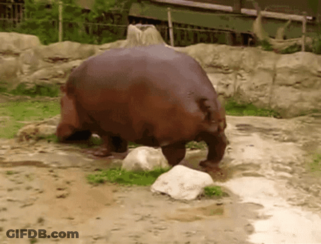 Hippo Poop Non Stop GIF