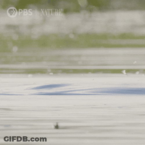 Hippo Poop Resurface From Diving GIF