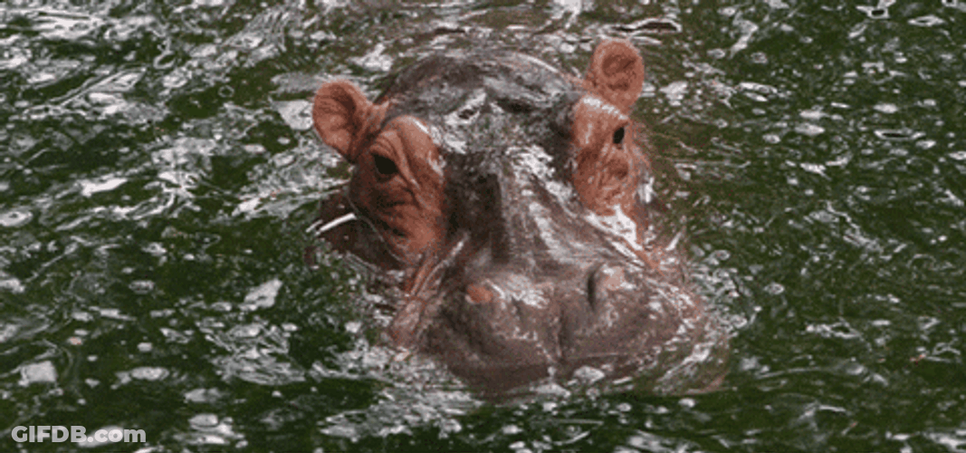 Hippo Poop Swimming Hippo GIF