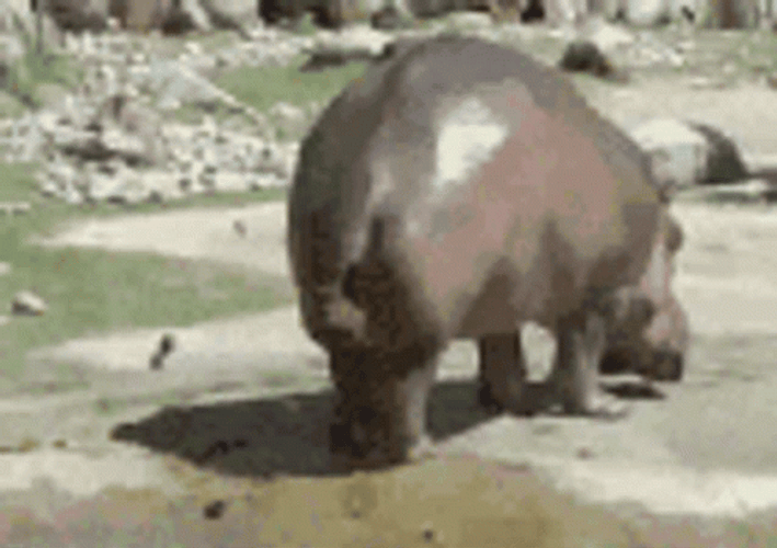 Hippo Pooping Style GIF