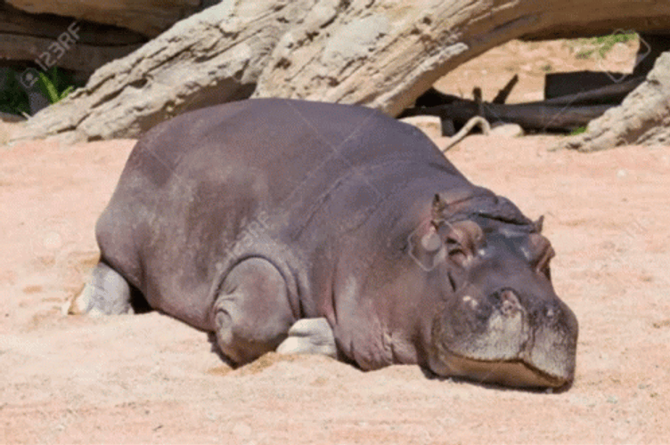 Hippo Position Like Cow And Football Player GIF