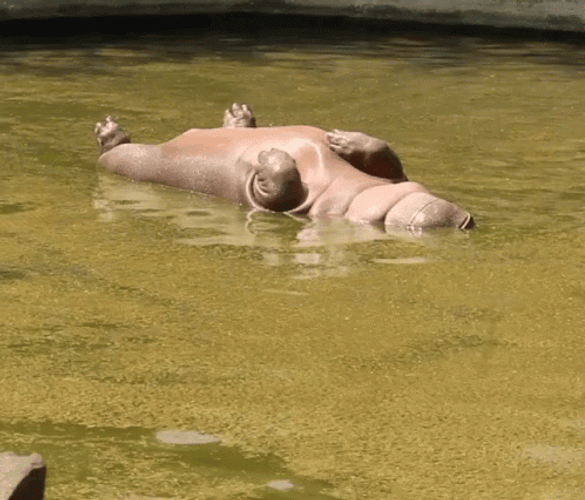 Hippo Position While Sleeping GIF