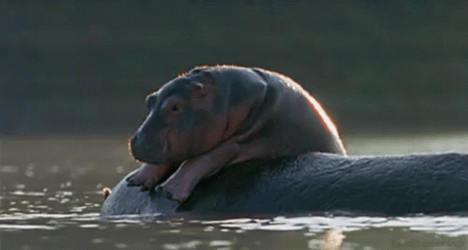 Hippo Relaxing On The Back Of His Mother GIF