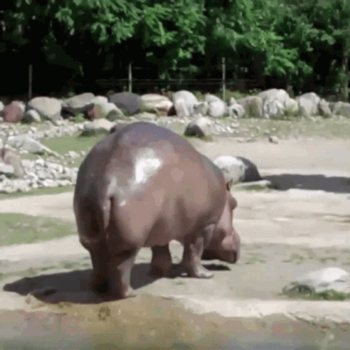 Hippo Wagging His Poop GIF