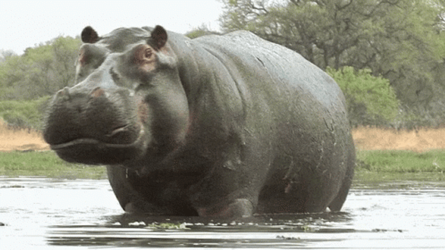 Hippopotamus Angry Yawn GIF