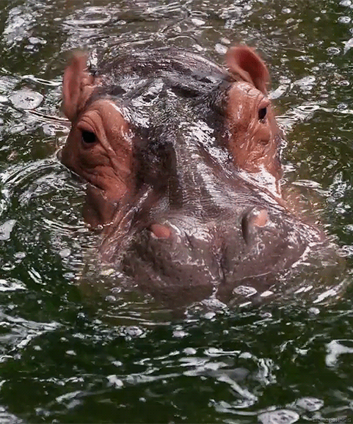 Hippopotamus Ear Wagging GIF