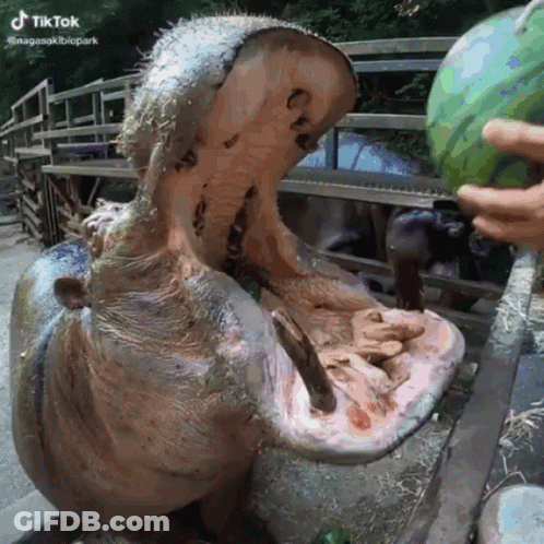 Hippopotamus Eating Watermelon From Hand GIF