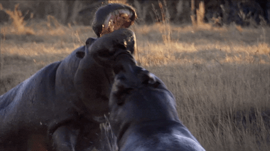 Hippopotamus Fighting GIF