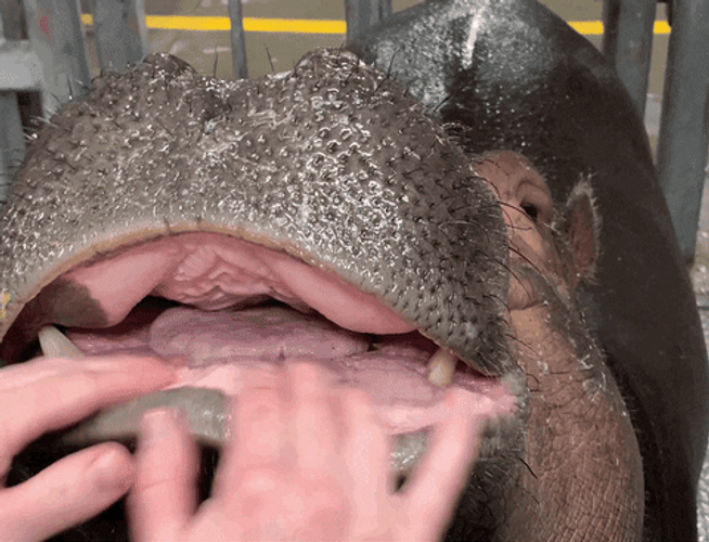 Hippopotamus Happy Smile GIF