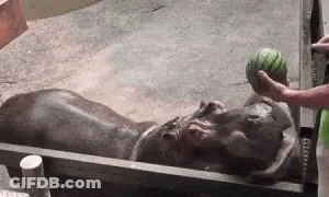 Hippopotamus In Sink With Watermelon GIF