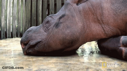 Hippopotamus Laying On Ground With National Geographic GIF