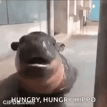 Hippopotamus Looking At Camera Saying Hungry Hungry Hippo GIF