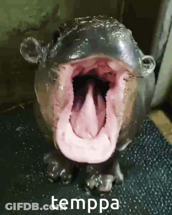 Hippopotamus Open Mouth Tongue Out Temppa GIF