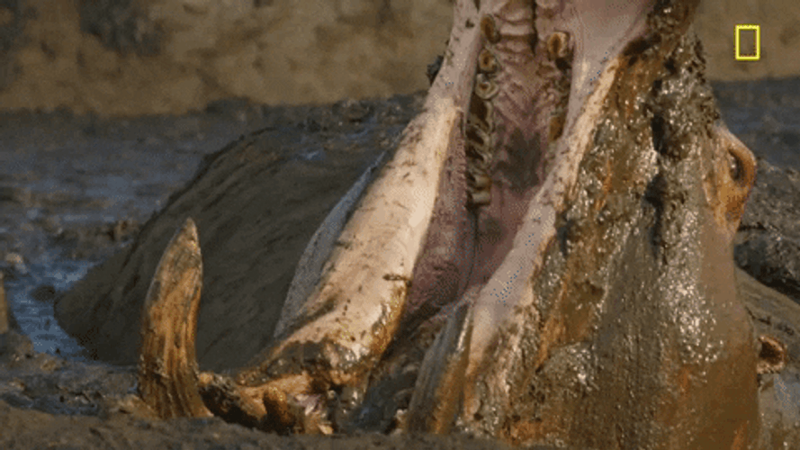 Hippopotamus Roar GIF
