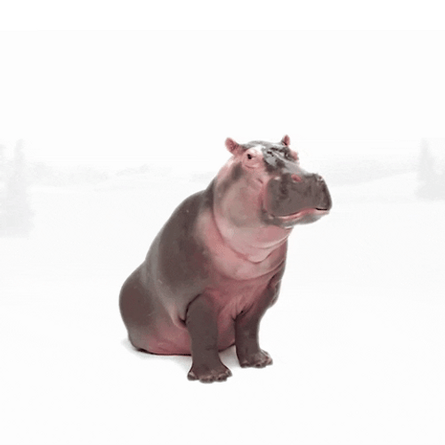 Hippopotamus Smile GIF