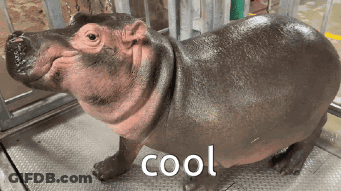 Hippopotamus Standing On Metal Saying Cool GIF