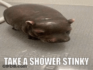 Hippopotamus Taking Shower Saying Take A Shower Stinky GIF