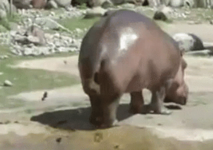 Hippopotamus Wagging Tail GIF