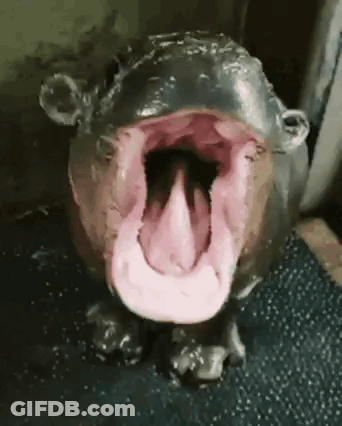 Hippopotamus With Mouth Open And Tongue Out GIF
