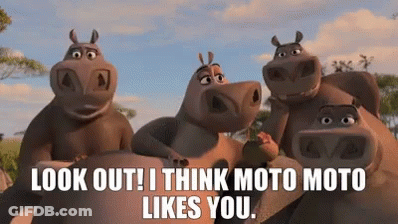 Hippos Saying Look Out I Think Moto Moto Likes You GIF