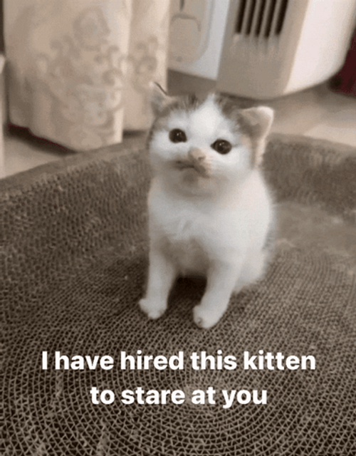 Hired Baby Cat To Stare At You GIF