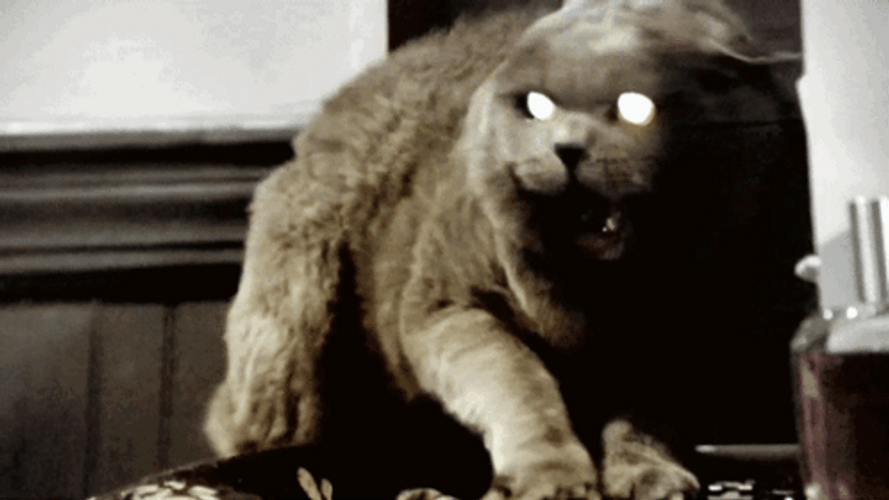 Hissing Cat Aggression GIF