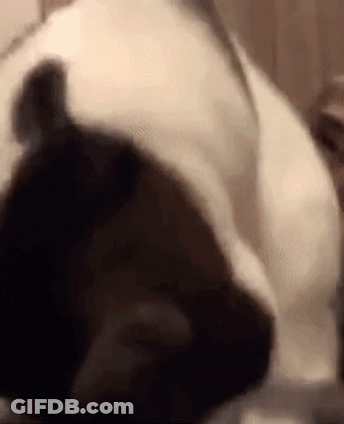 Hissing Cat Cute Outburst GIF
