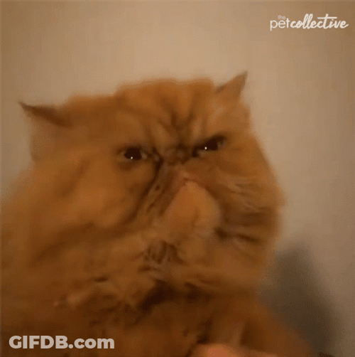 Hissing Cat Fluffy Anger GIF