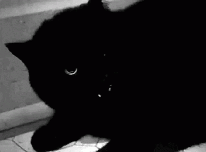 Hissing Cat Gentle Growl GIF