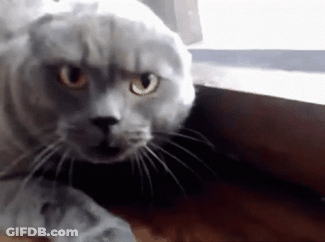 Hissing Cat Rage GIF