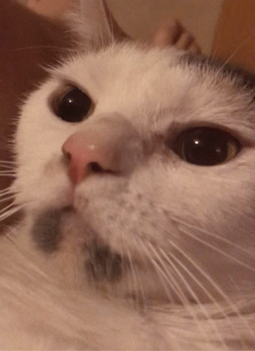 Hissing Cat Sassy Mode GIF