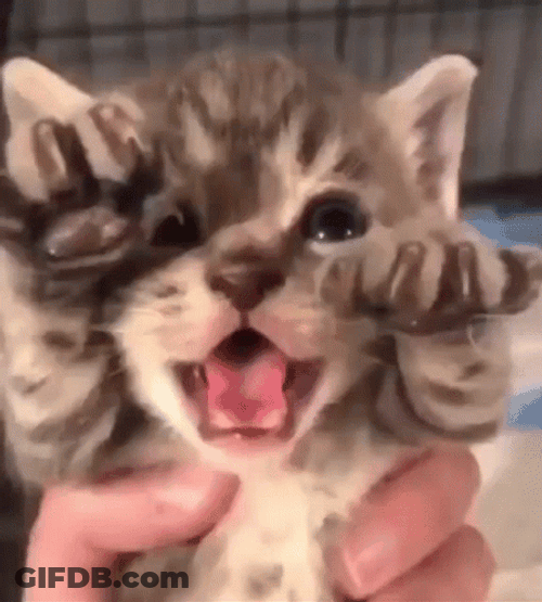 Hissing Cat Tiny Terror GIF