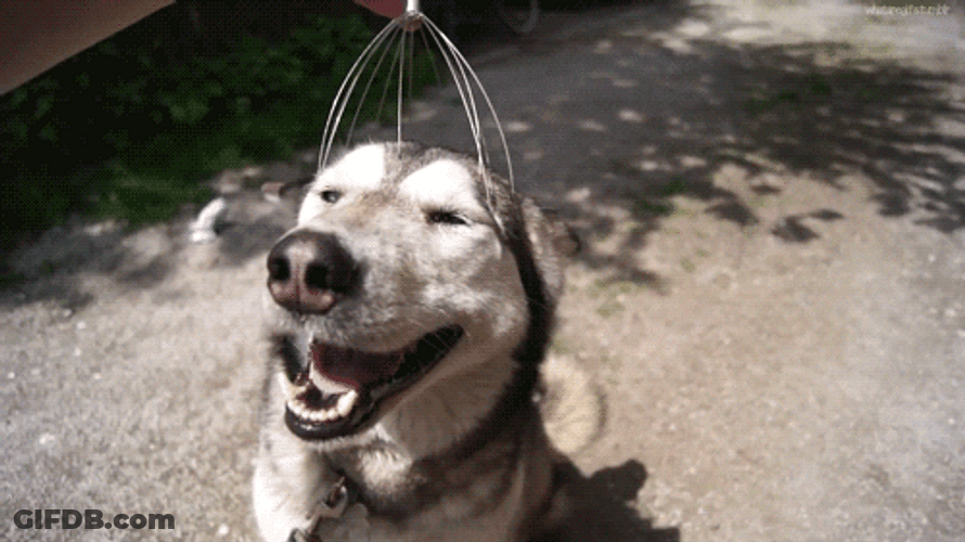 Hitting Spot Siberian Husky Dog Smile GIF
