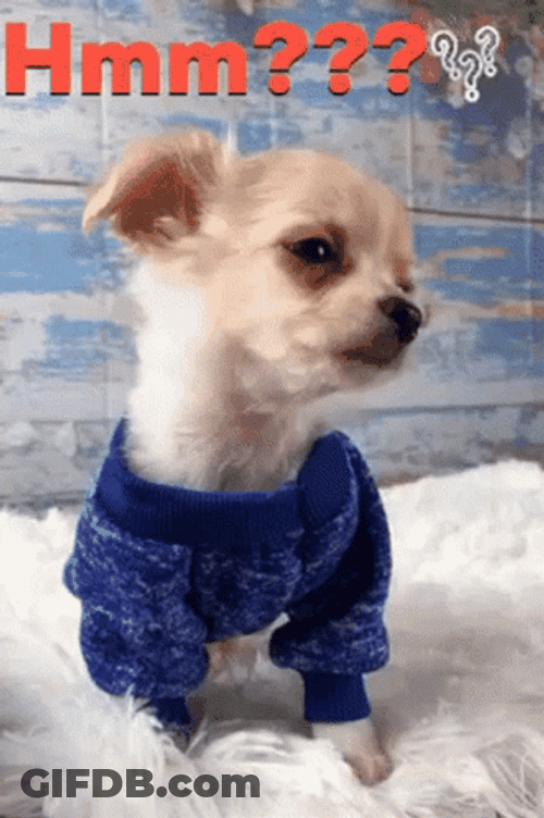 Hmmm Dog Doubting Chihuahua GIF