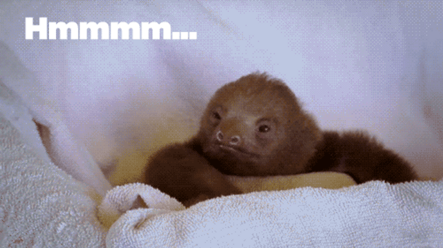 Hmmmm Fascinating Sloth GIF