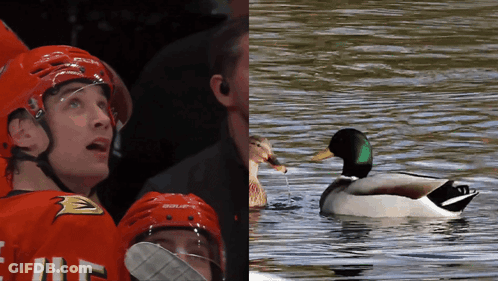 Hockey Player In Bauer Helmet Beside Duck GIF