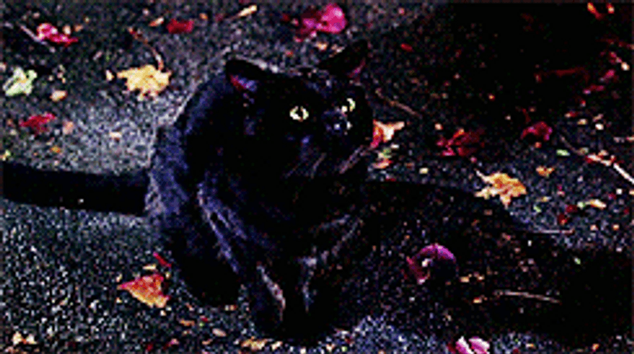 Hocus Pocus Cat Thackery Binx GIF