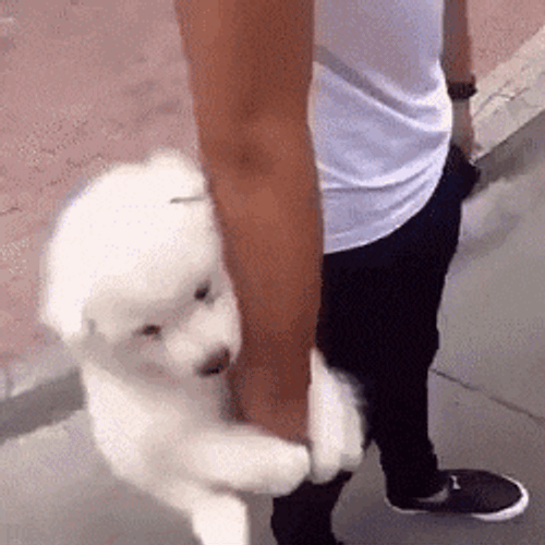Hodl Meme GIF