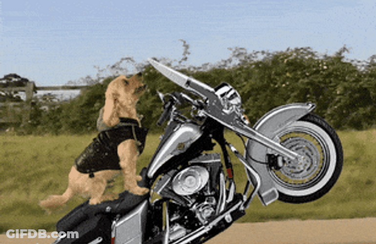 Hog Rider Dog Exhibition GIF