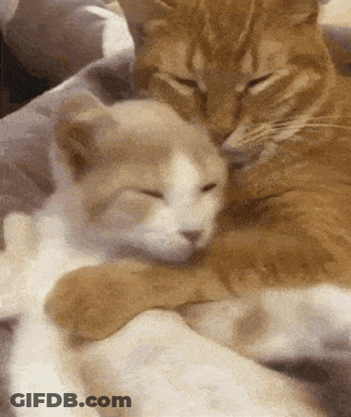 Holaroberto3 GIF