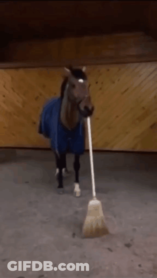 Hold The Broom Horse GIF